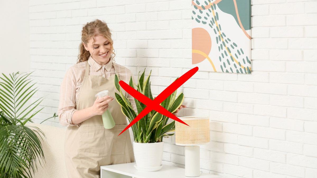 No es la lengua de suegra: la elegante planta que debes tener dentro de casa para dormir mejor 